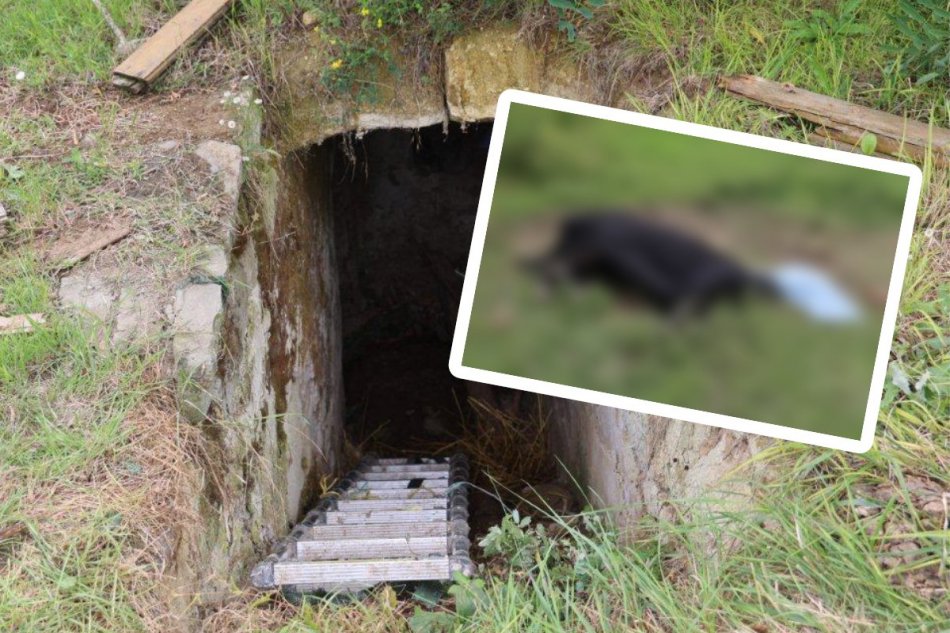Niekto zavrel do pivnice kobylu! Bez vody a jedla uhynula