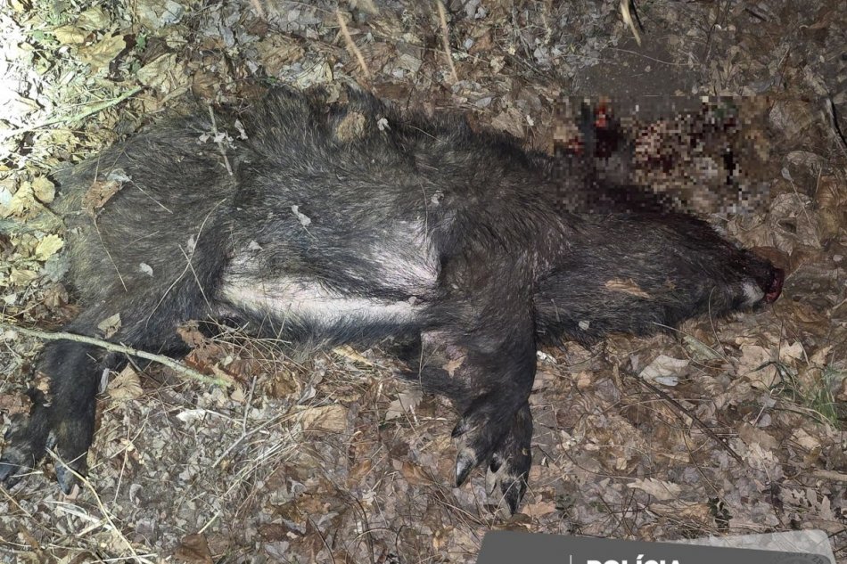 V OBRAZOCH: Muži zastrelili gravidnú diviačicu