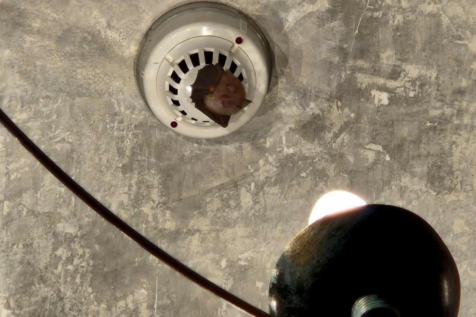 V OBRAZOCH: Výstavu na Hrade Ľupča pozoroval rozkošný návštevník