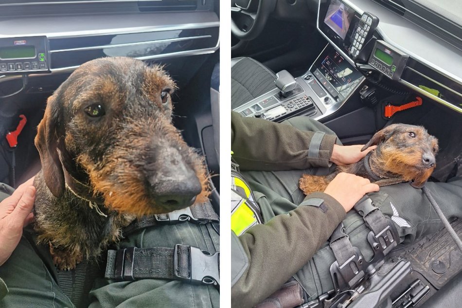 Sučka Fara sa túlala po R1