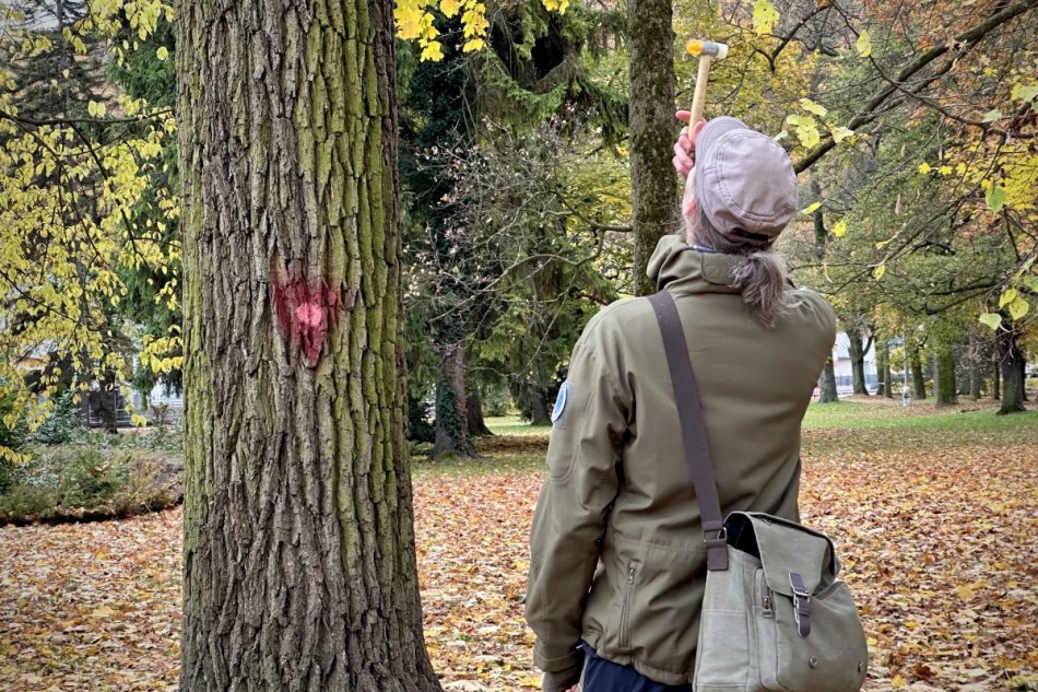 V OBRAZOCH: Posudzovanie stromov v mestskom parku