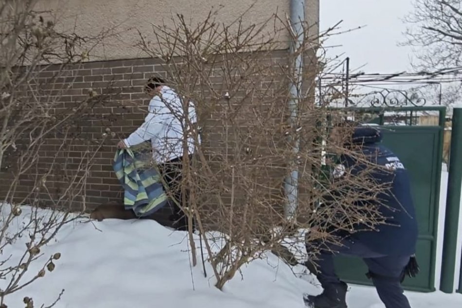 V OBRAZOCH: Poštový doručovateľ nahlásil nález vyčerpaného srnca