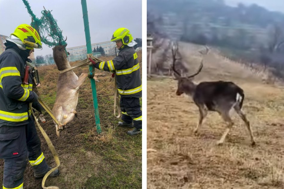 Daniel sa zamotal do siete za futbalovou bránkou