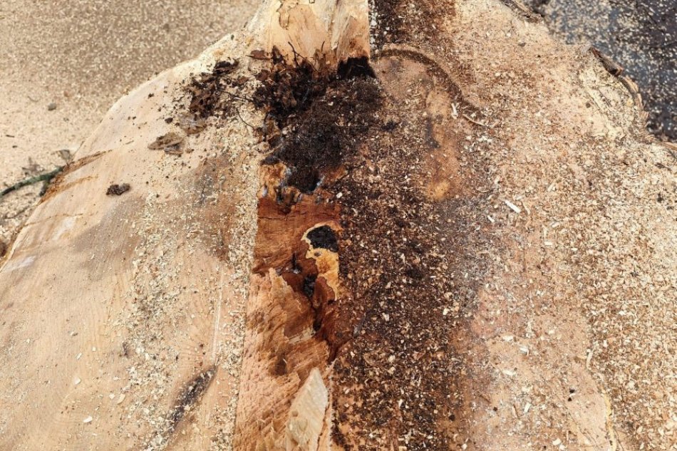 V OBRAZOCH: Výrub stromov v banskobystrickom Mestskom parku