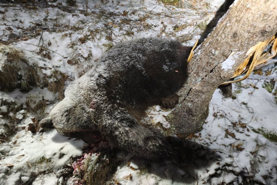 V OBRAZOCH: Útok medvedice vo Veľkej Fatre