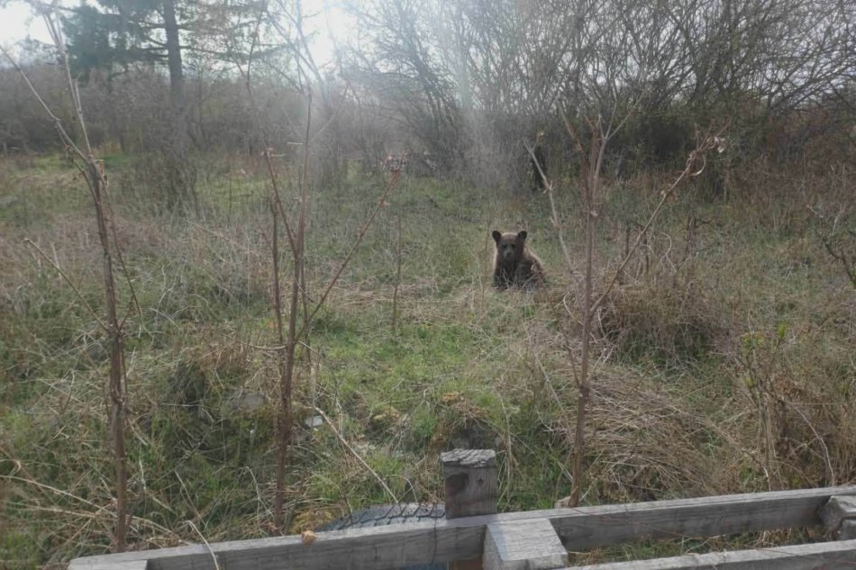 V OBRAZOCH: Medvieďa v obci Jelšovec