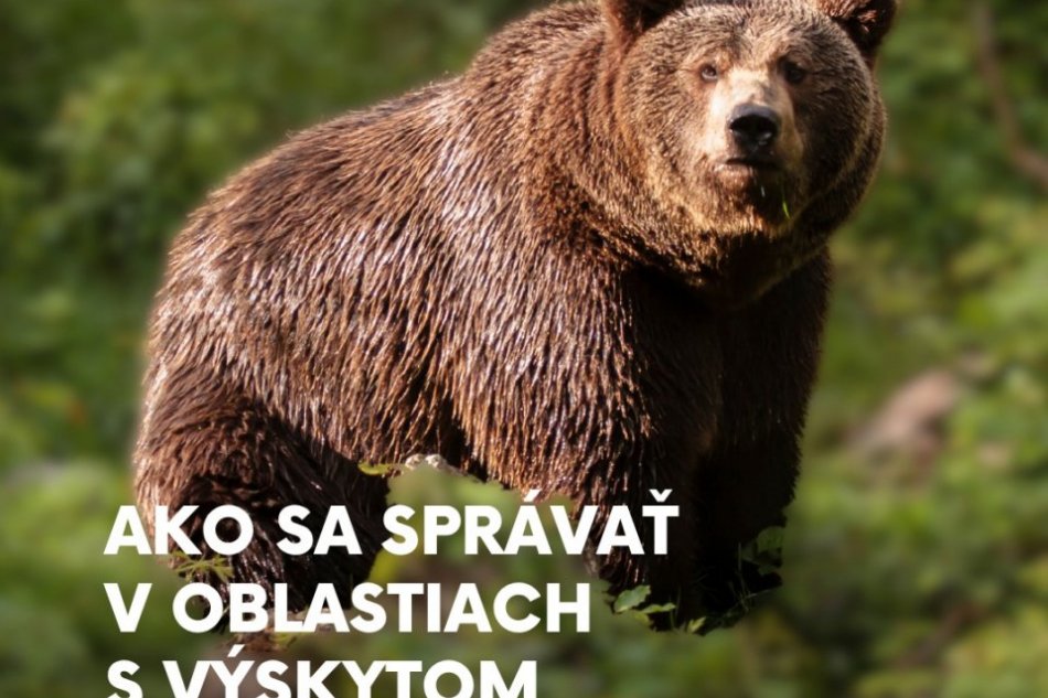 Ako sa správať v oblastiach s výskytom medveďa hnedého