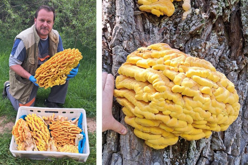 Hubár objavil 11,7 kilogramov vážiaci kúsok