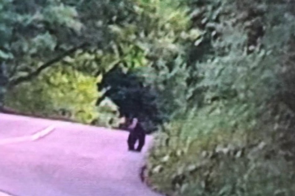V OBRAZOCH: Medveď v Podbrezovej