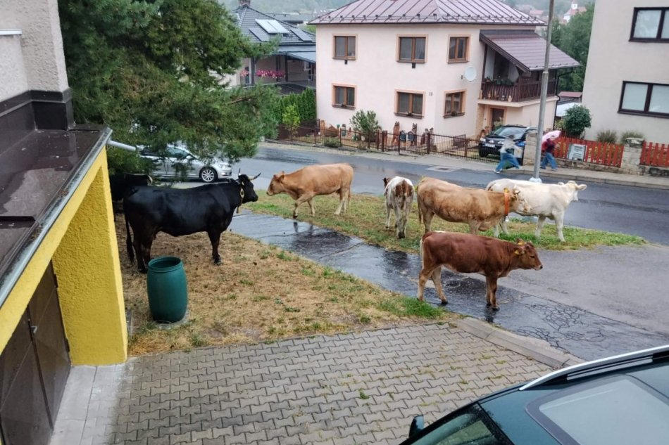V OBRAZOCH: Ľudí prekvapili kravy v Starej Sásovej