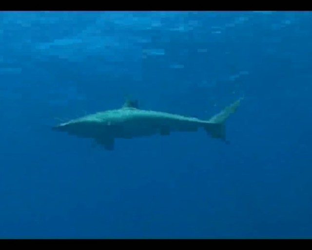 Plával so žralokmi i medúzami