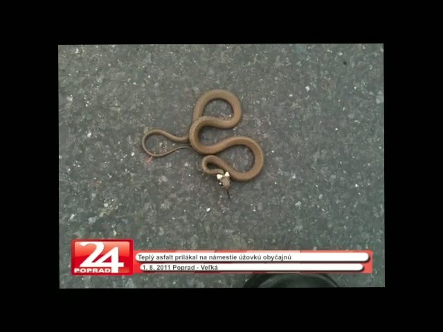 Užovka vyplašila ľudí na námestí
