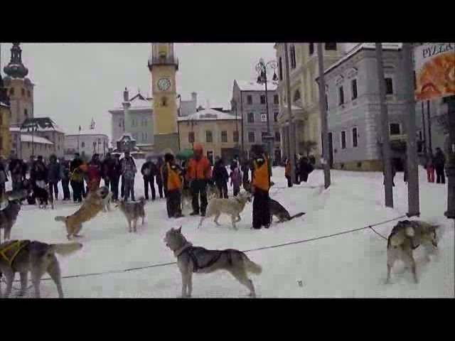 Malamuty, husky, samojedy...