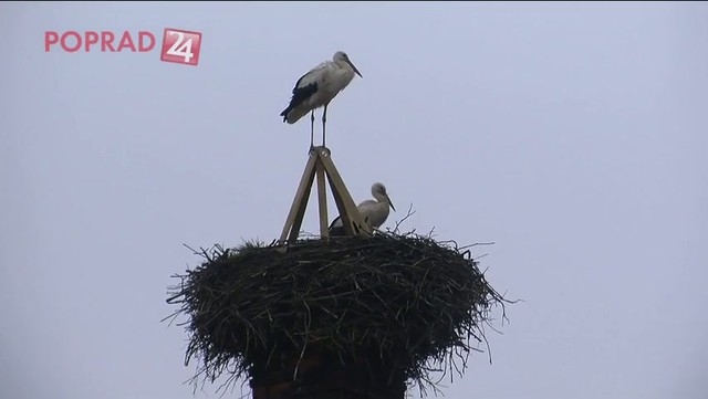Prírodná telenovela: Strechu im 8 rokov okupujú bociany