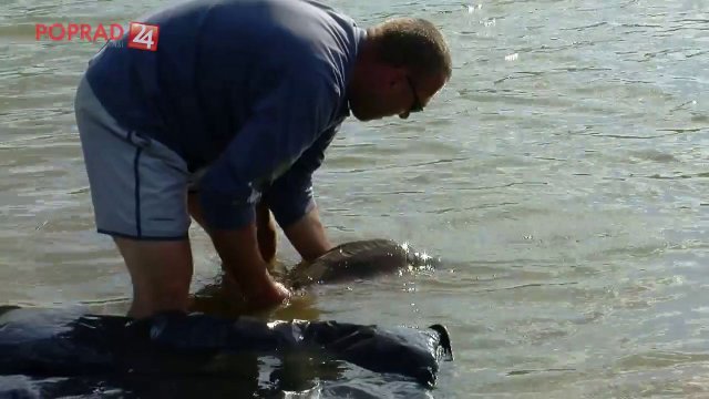 Žakovský kapor 2013